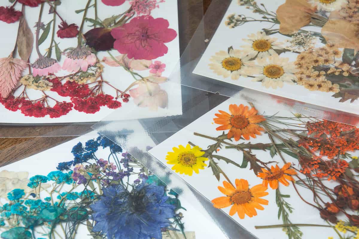 pressed flowers on paper.